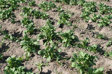 Kartoffelacker - Kartoffelpflanze - Solanum tuberosum