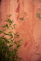 Colourful wall detail and plant in Collioure, Pyrenees-Orientales, Occitanie, France