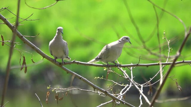 two european turtle-dove (Streptopelia turtur) in the wild on a green background. natural sound