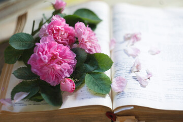 An old book with a bouquet of ancient pink roses, summer reading concept