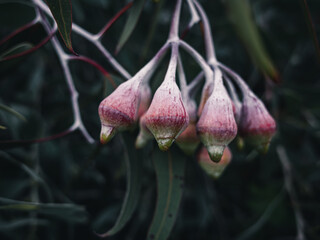 Gumnut on a Eucalyptus tree