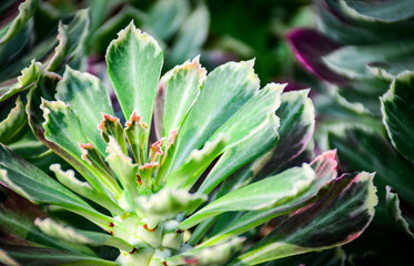 Fototapeta premium close up of cactus