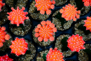 red and yellow flowers