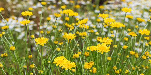 たくさんの黄色の花とカモミール　背景　バナー