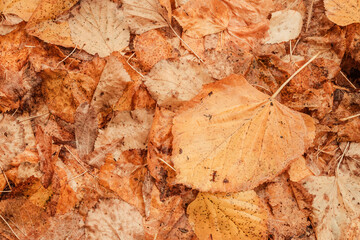 Top view closeup of dry autumn leaves on the ground as fall season background