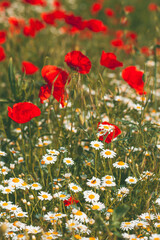 Papaver rhoeas or red poppy flower in white daisy meadow. This flowering plant is used a symbol of remembrance of the fallen soldiers.