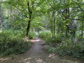 Fototapeta premium path in the forest