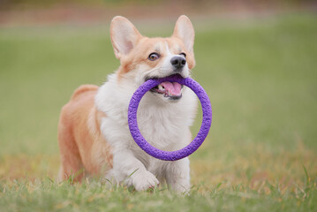 corgi running with a puller