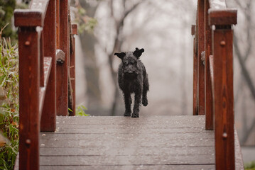 schnauzer on the bridge