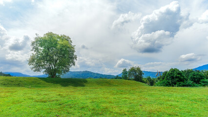 tree with meadow and blue sky