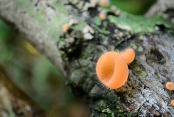 mushrooms on tree