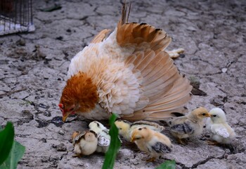 chicken on the market