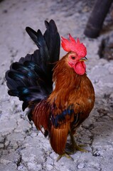 rooster in the farm