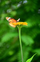 butterfly on flower