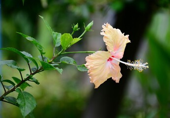 pink flower in the garden