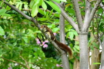 squirrel on tree