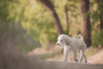 dog running in the park