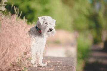 white schnauzer dog