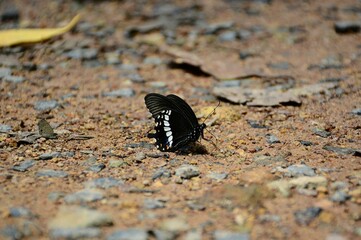 butterfly on the ground