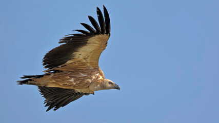 Griffon Vulture (Gyps fulvus), Crete