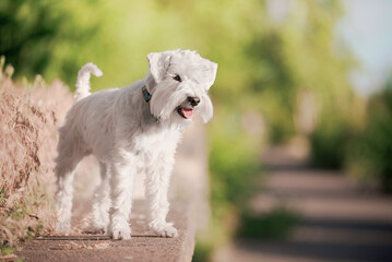 white schnauzer puppy