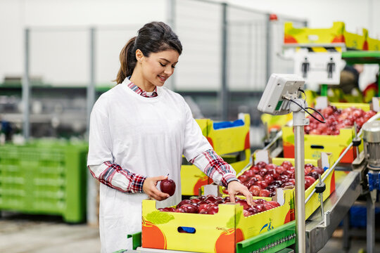 A factory worker measuring and selecting apples in facility.