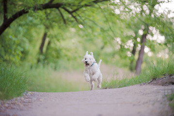 white schnauzer in the park