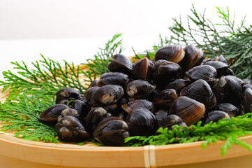 竹ざるに盛った新鮮なシジミ