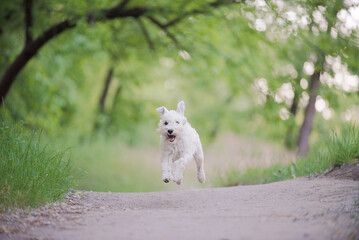 white schnauzer running in the park