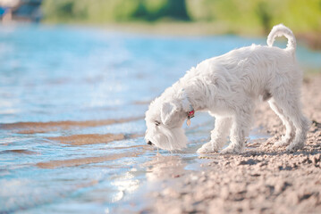 white schnauzer drink water on the beach
