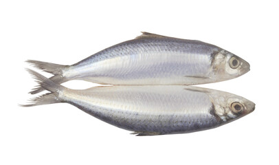 Two herring fishes isolated on white background