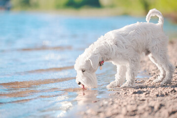 white schnauzer drink water on the beach