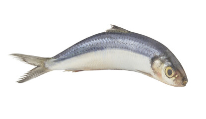 Raw herring fish isolated on white background