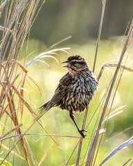 bird on a branch