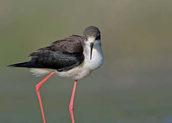 Black-winged Stilt (Himantopus himantopus), Greece