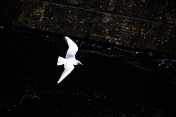 river gulls meet and see off steamboats on the river - obrazy, fototapety, plakaty