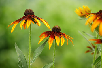 Two bright yellow orange rudbeckia flower in blurred natural green background