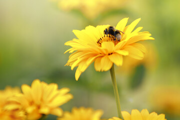 Yellow echinacea flowers in full bloom, and bumblebee collect honey on the petal.