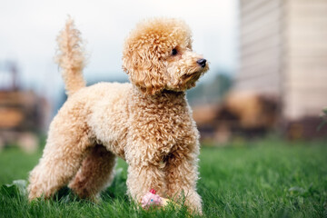 Portrait of a cute golden poodle puppy standing in the yard on the grass.