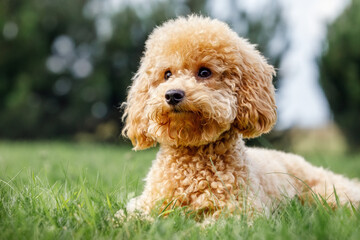 Poodle on the grass. Dog in nature. Dog of the Poodle breed. Ready for play time