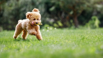 Brown poodle puppy running on the grass. The little dog bounces quickly over the grass after biting...
