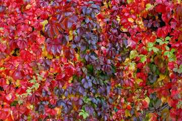 Colorful red and green Leaves of a Virginia creeper (Parthenocissus quinquefolia) Vine Plant in...