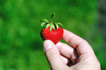 Girl holding red ripe strawberries in her hand