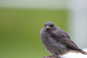 The common redstart chick (phoenicurus phoenicurus) is sitting on the fence