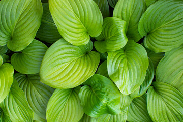 large green hosta leaves. green natural background. view from above. - obrazy, fototapety, plakaty