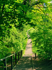 Spazierweg auf Naturtreppe durch grüne Laubbäume
