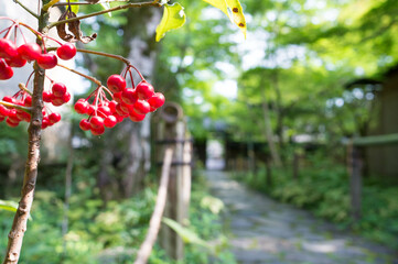 京都 蓮華寺の美しい参道と赤い木の実