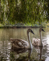 Fototapeta premium swan and cygnets on the lake
