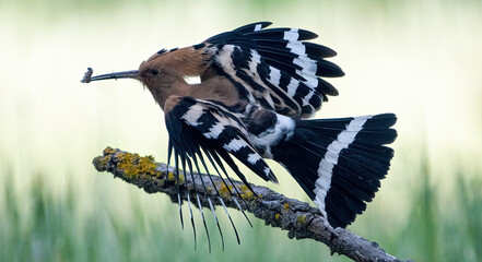 Wiedehopf © holzkbri