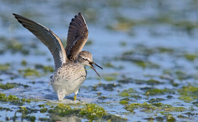 Wood Sandpiper - Tringa glareola, Crete